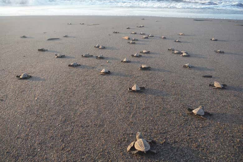 Liberación de tortugas en la laguna de Coyuca