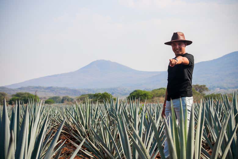 Excursión a Guachimontones y Tequila - Galería 1