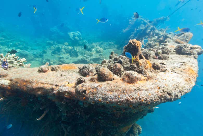 Excursión a los barcos hundidos y el arrecife de coral