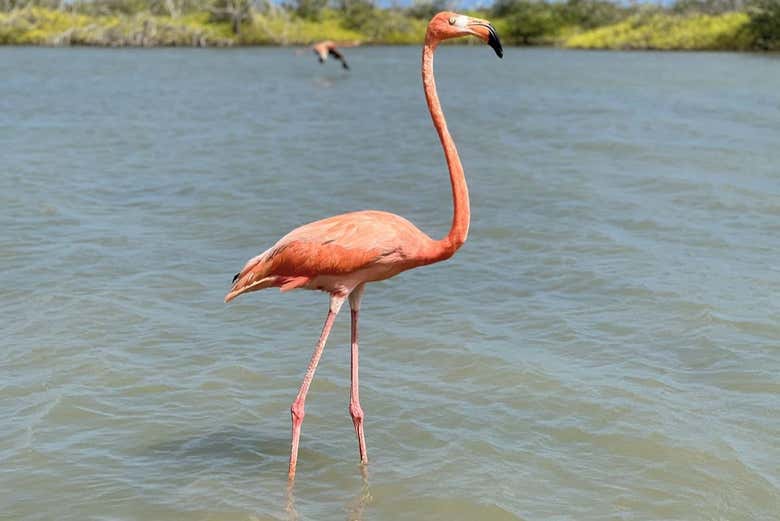 Excursión a las salinas de Manaure y el santuario de fauna y flora Los Flamencos