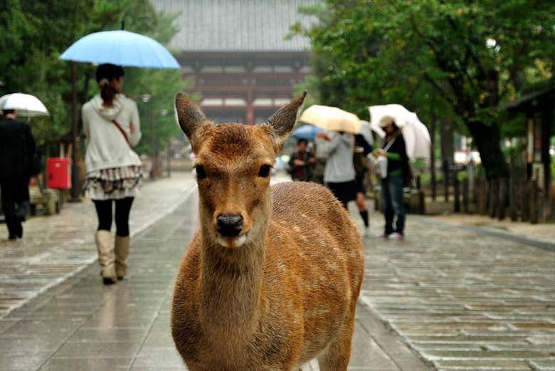 Excursión privada a Nara e Inari