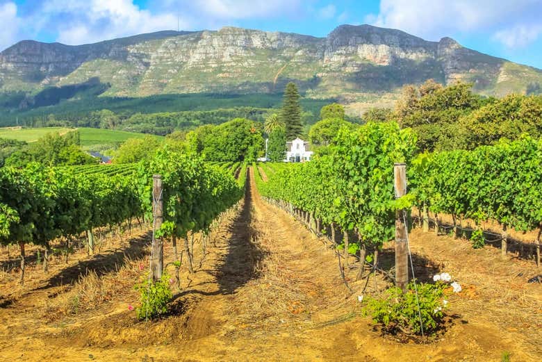 Tour privado de viñedos por Stellenbosch - Galería 1