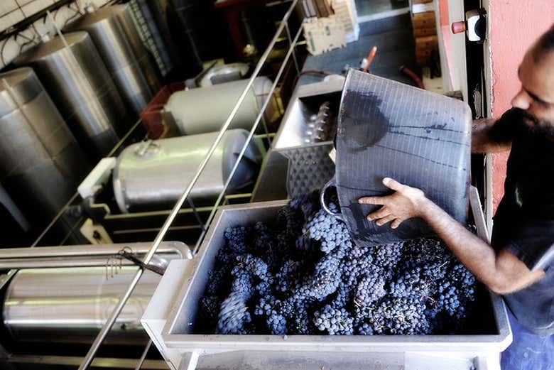 Visita a las bodegas Teneguía