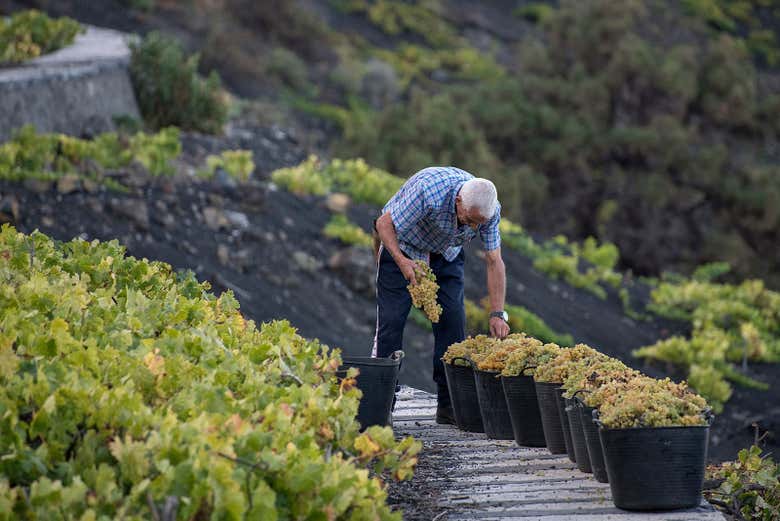 Visita a las bodegas Teneguía