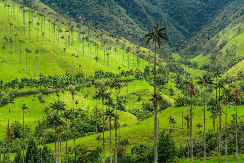 Excursión a Salento y el Valle de Cocora + Paseo a caballo