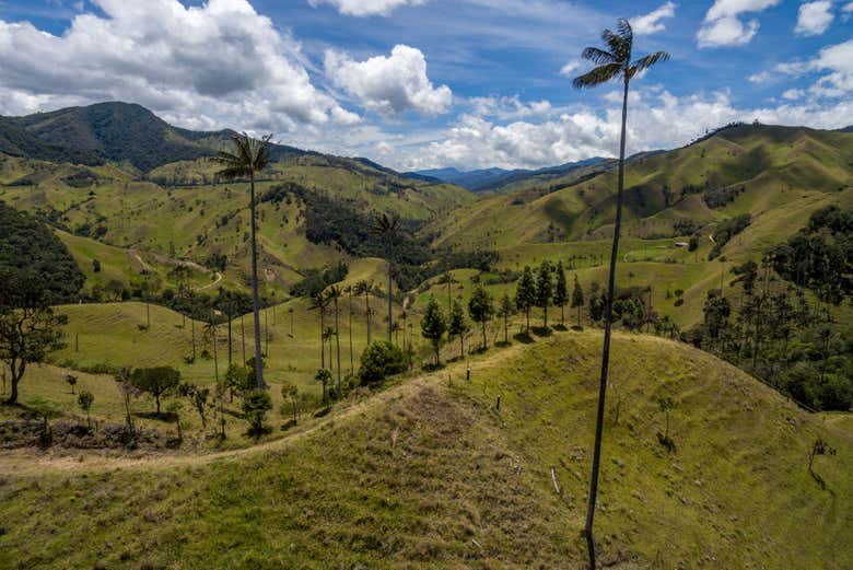 Excursión a Salento y el Valle de Cocora + Paseo a caballo