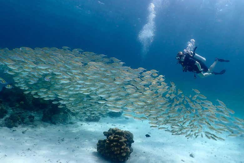 Buceo en la isla de Racha Yai