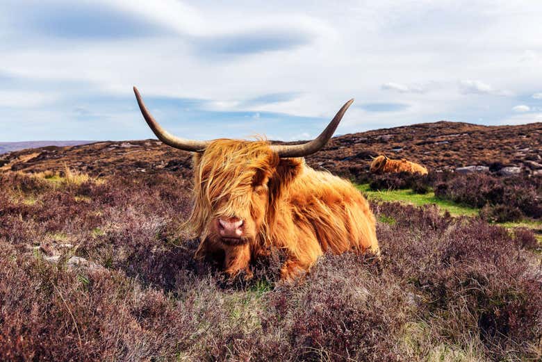 Excursión a Applecross y las Highlands