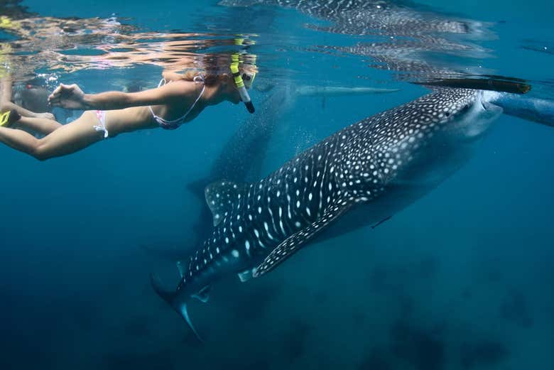 Nado con tiburones ballena