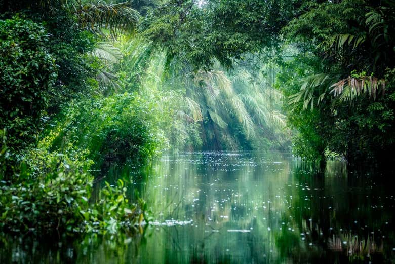 Excursión al Parque Nacional Tortuguero