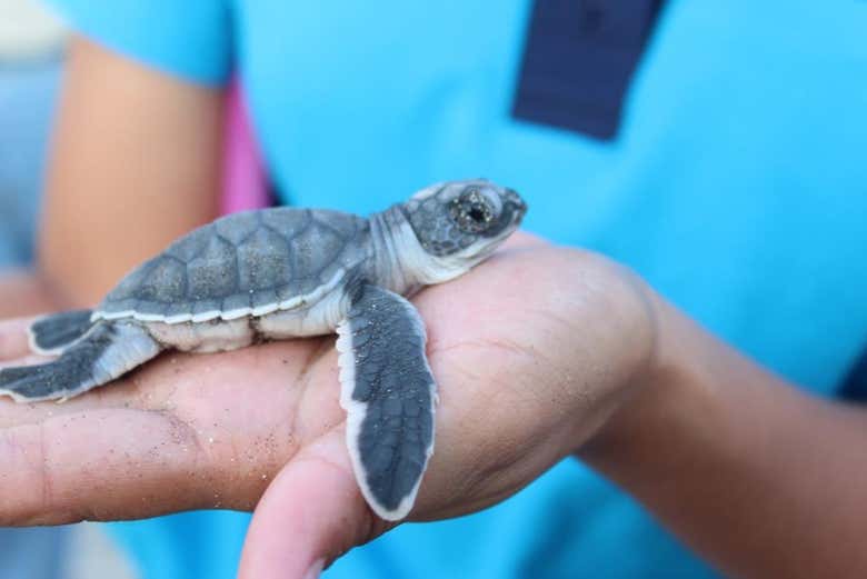Liberación de tortugas en la playa de Colotepec