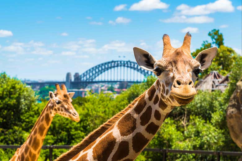 Go City: Sydney Essentials Pass o Explorer Pass