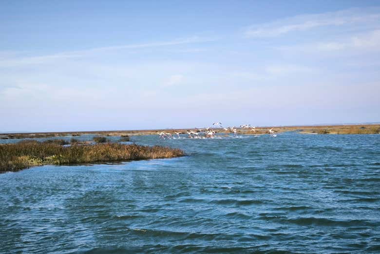 Paseo en barco por la ría de Aveiro