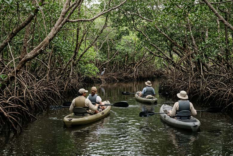 Tour en kayak o barco por Isla Damas