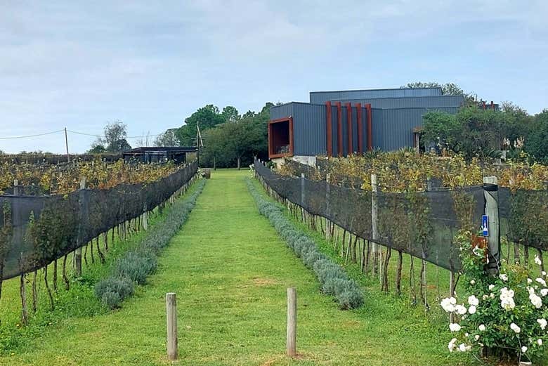 Excursión a las bodegas del Valle de Calamuchita