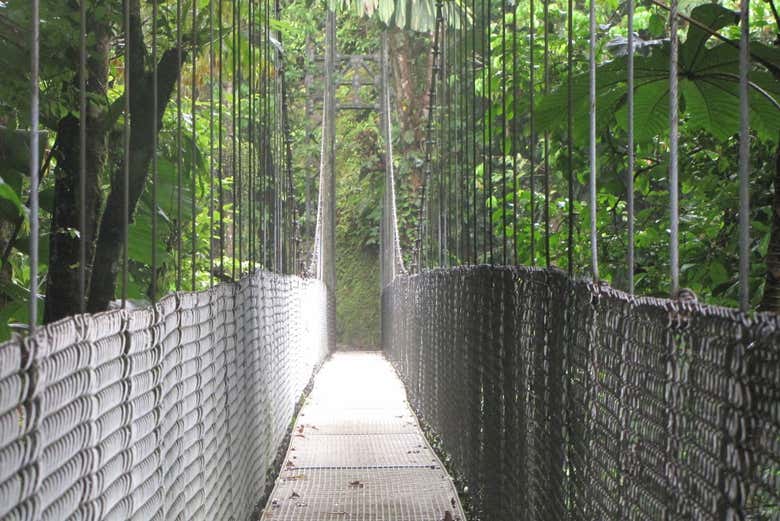 Tour por los puentes colgantes de Mistico Park