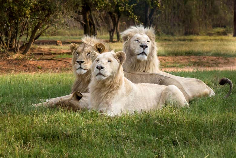 Lion Safari Park + Parque Cultural Lesedi