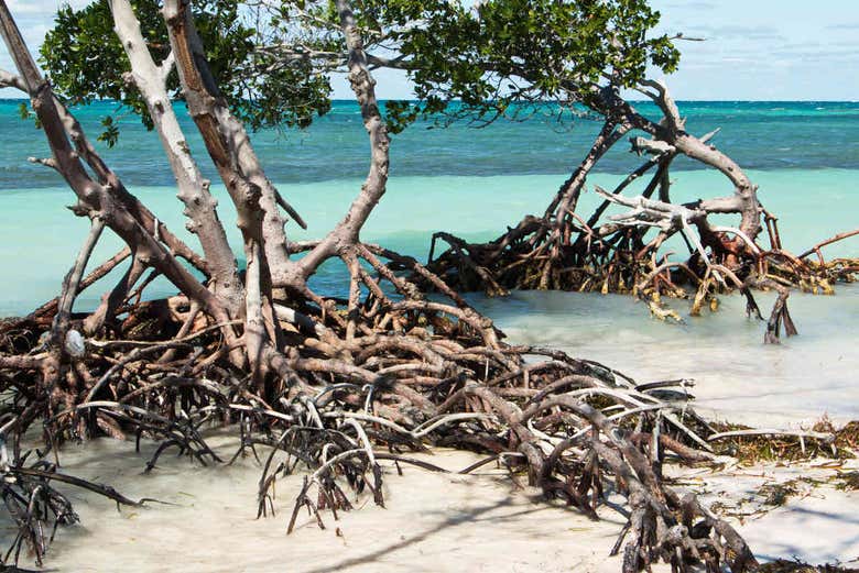 Traslado hasta Cayo Jutías