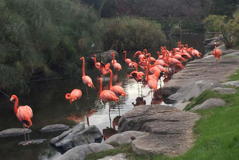 Entradas al Bioparque Temaikèn