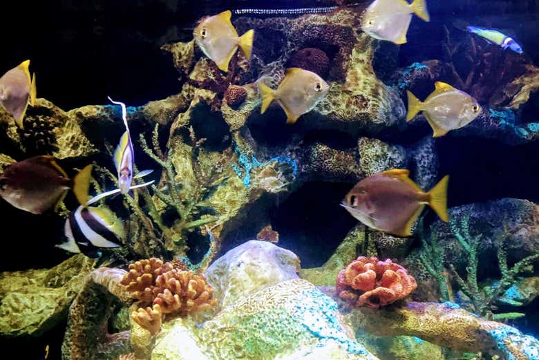 Entradas al Bioparque Temaikèn