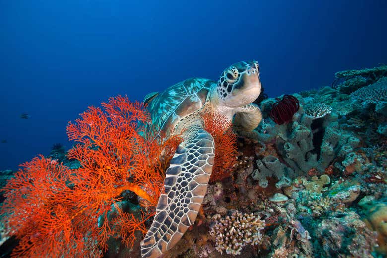 Traslado hasta las Islas Gili en lancha rápida