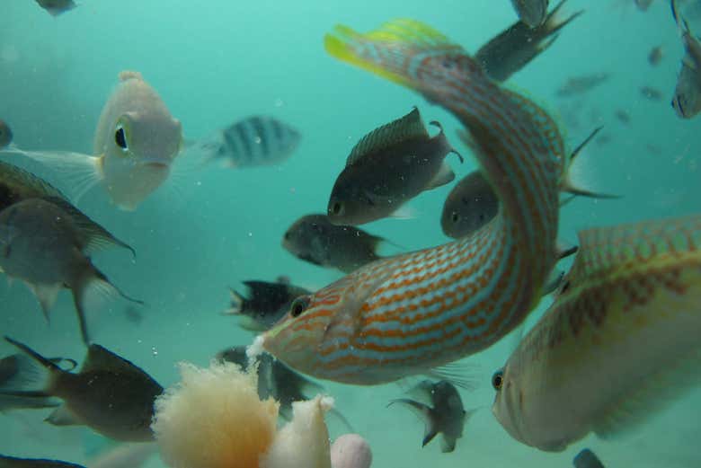 Traslado hasta las Islas Gili en lancha rápida