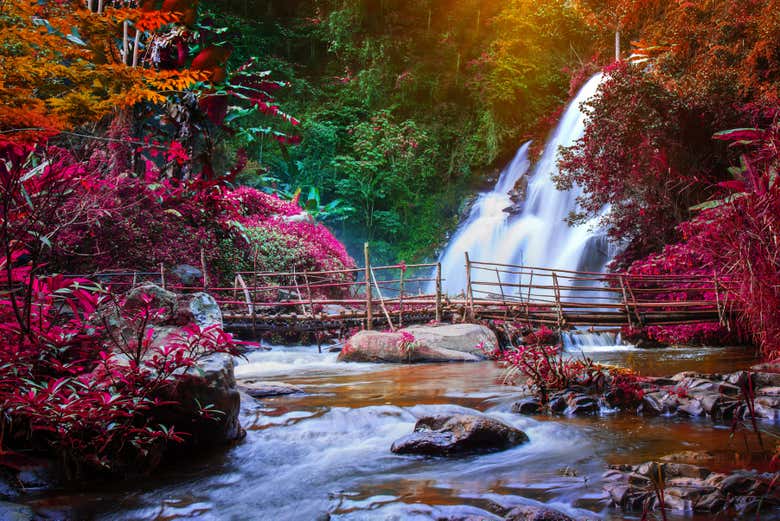 Excursión a los jardines Butchart