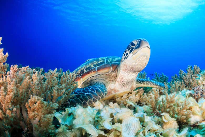 Snorkel en Isla de Hawái