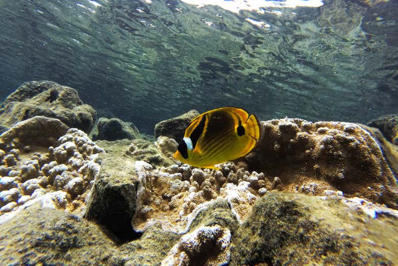Snorkel en Isla de Hawái