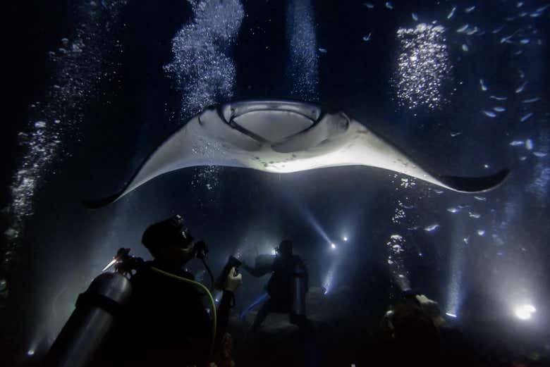 Baño nocturno con mantarrayas