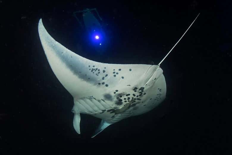 Baño nocturno con mantarrayas - Galería 2