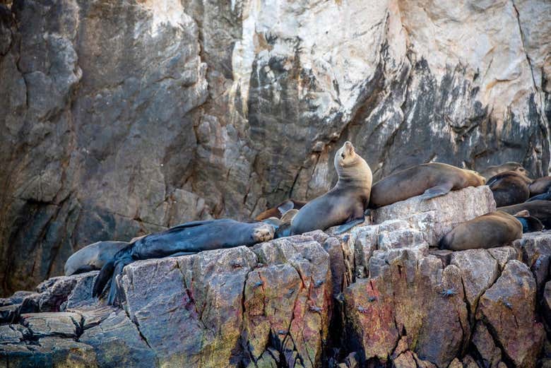 Excursión a la isla Espíritu Santo en barco - Galería 2