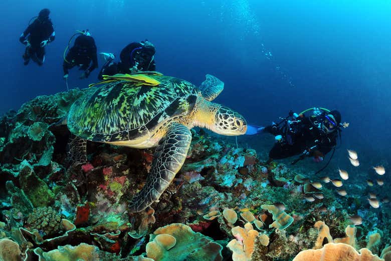 Curso PADI Discover Scuba Diving