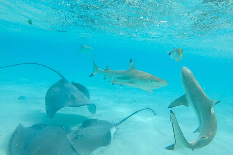 Crucero por Bora Bora en canoa polinesia