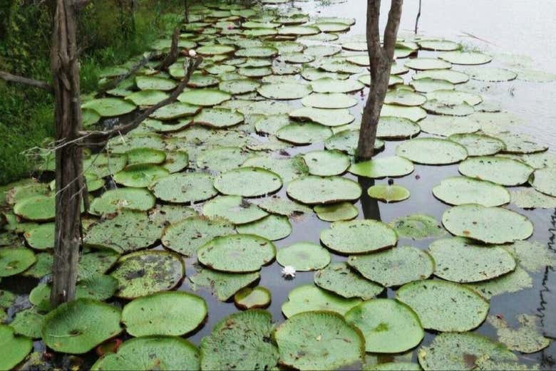 Excursión al Encuentro de las Aguas + Comida en un restaurante flotante