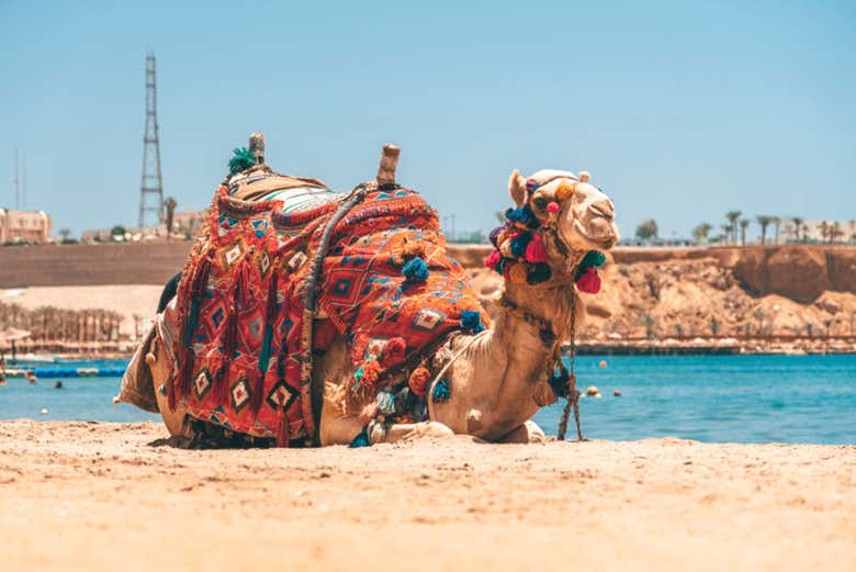 Paseo en camello por Agadir