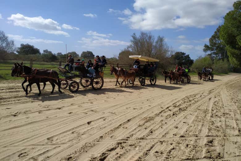 Paseo privado en carreta por los alrededores de Doñana y El Rocío