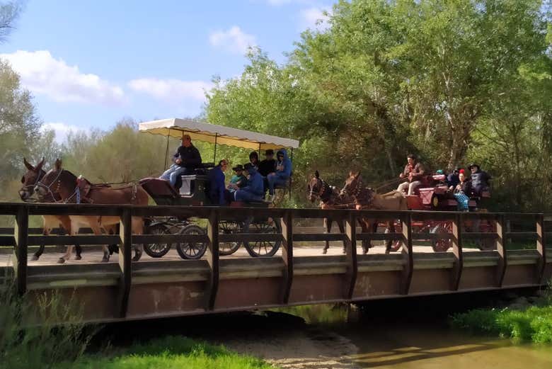 Paseo privado en carreta por los alrededores de Doñana y El Rocío