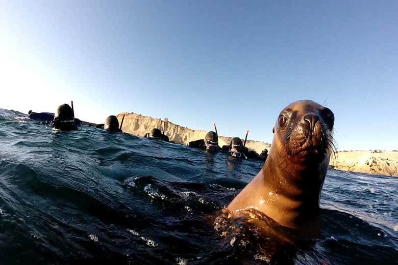 Snorkel con lobos marinos en Punta Loma