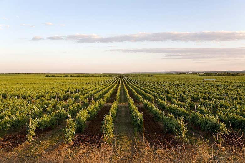 Excursión a Évora y sus bodegas
