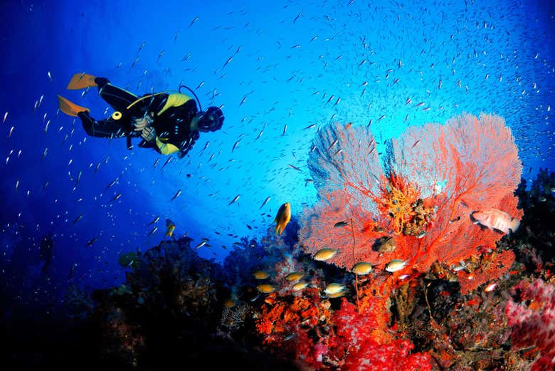 Curso de buceo PADI Open Water