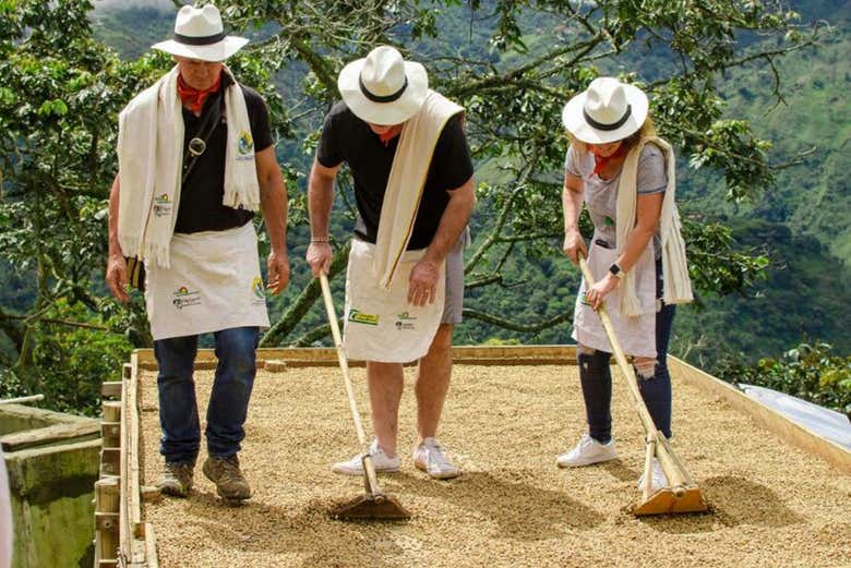 Tour del café por la finca De Arrieros