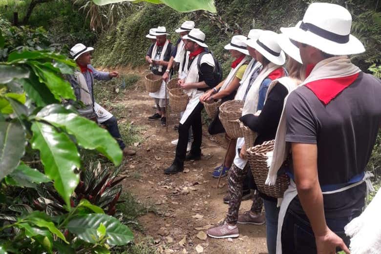 Tour del café por la finca De Arrieros
