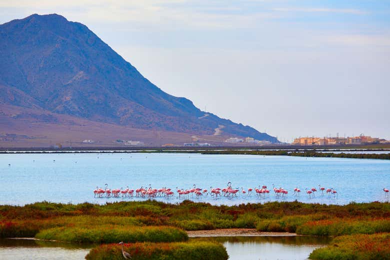 Excursión a Cabo de Gata y Mojácar