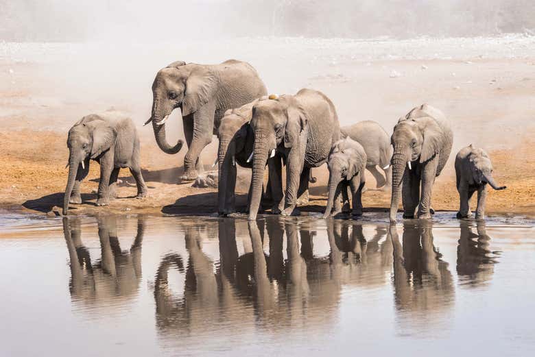 Safari de 8 días por lo mejor de Namibia