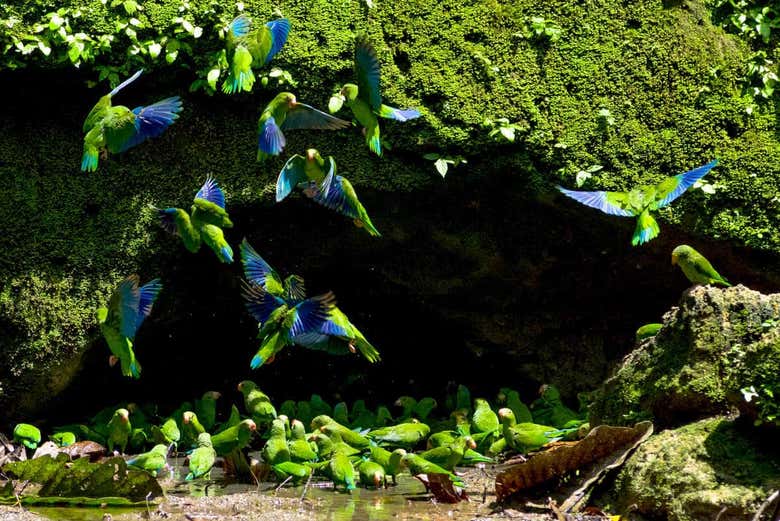 Excursión a la collpa Chuncho de guacamayos