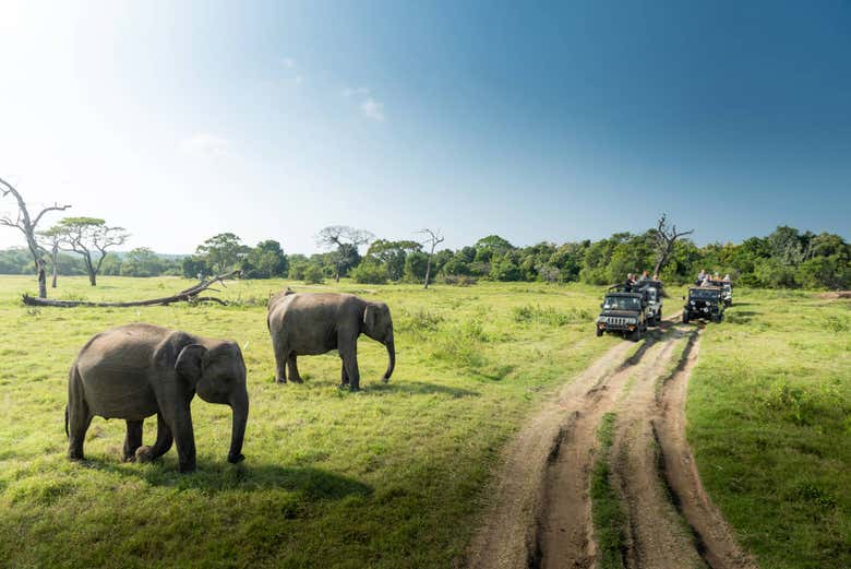 Safari privado por el Parque Nacional de Kaudulla