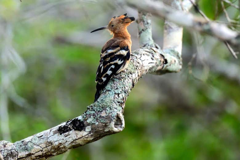 Safari privado por el Parque Nacional de Kaudulla