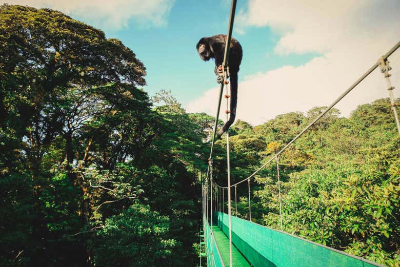 Tour por los puentes colgantes del Bosque Nuboso Monteverde