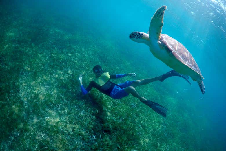 Experiencia privada de snorkel nocturno en Cancún